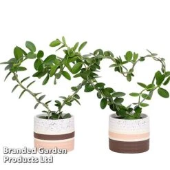 Heart-Shaped Hoya Carnosa In Decorative Ceramic Pot -EcoFlora Sales Shop HOYA HEARTC9CM S47728