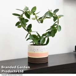 Heart-Shaped Hoya Carnosa In Decorative Ceramic Pot -EcoFlora Sales Shop HOYA HEARTCARN T48045