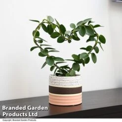 Heart-Shaped Hoya Carnosa In Decorative Ceramic Pot -EcoFlora Sales Shop HOYA HEARTCARN T48046