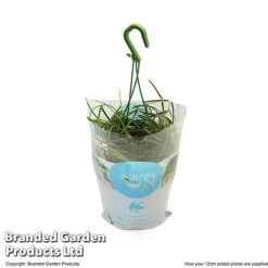 Hoya Linearis -EcoFlora Sales Shop HOYA LINEA12CM T48001