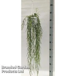 Hoya Linearis -EcoFlora Sales Shop HOYA LINEARIS KF1285 A