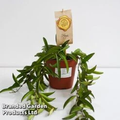 Hoya Wayetii -EcoFlora Sales Shop HOYA WAYET12CM T45174E