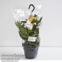 Hoya Wayetii -EcoFlora Sales Shop HOYA WAYET14CM T45350