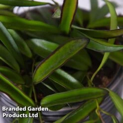 Hoya Wayetii -EcoFlora Sales Shop HOYA WAYETII T45177B