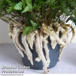 Humata Tyermannii -EcoFlora Sales Shop HUMA WKC8849 B