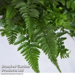 Humata Tyermannii -EcoFlora Sales Shop HUMA WKC8849 C