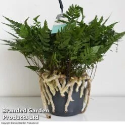 Humata Tyermannii -EcoFlora Sales Shop HUMA WKC8849 D