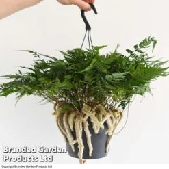 Humata Tyermannii -EcoFlora Sales Shop HUMA WKC8849 E