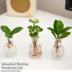 Hydroponic Collection Trio -EcoFlora Sales Shop HYDR COLL C