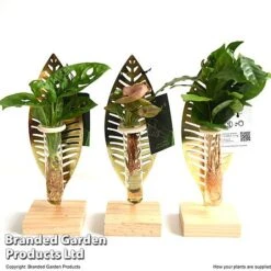 Hydroponic Collection On Display Stand