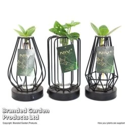 Hydroponic Collection In Turin Glass -EcoFlora Sales Shop HYDR LEDTURING T49858