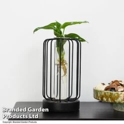 Hydroponic Collection In Turin Glass -EcoFlora Sales Shop HYDR LEDTURING T49863