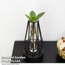 Hydroponic Collection In Turin Glass -EcoFlora Sales Shop HYDR LEDTURING T49865