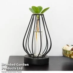 Hydroponic Collection In Turin Glass -EcoFlora Sales Shop HYDR LEDTURING T49867