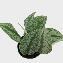 Scindapsus Pictus Trebie -EcoFlora Sales Shop IMG 1393 PhotoRoom