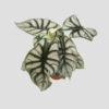 Alocasia Silver Dragon 1 Alocasia Silver Dragon -EcoFlora Sales Shop IMG 20210708 165812 PhotoRoom