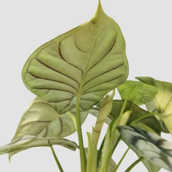 Alocasia Silver Dragon -EcoFlora Sales Shop IMG 20210708 165906 PhotoRoom