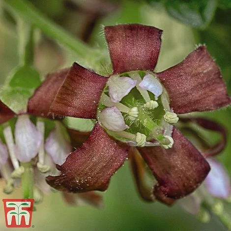 Casseille 4 Casseille - Image 2