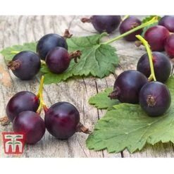 Casseille 7 Casseille -EcoFlora Sales Shop JOST DWW3581 CC