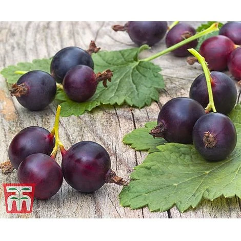 Casseille 5 Casseille - Image 3