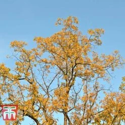 Black Walnut 8 Black Walnut -EcoFlora Sales Shop JUGL TKA2057 D