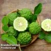 Kaffir Lime Citrus Plant -EcoFlora Sales Shop KAFFIRLIME KC5365 A