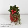 Kalanchoe Christmas Bauble - Gift -EcoFlora Sales Shop KALA CHRISBAUB T44335