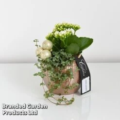 Kalanchoe Christmas Bauble - Gift -EcoFlora Sales Shop KALA CHRISBAUB T44338