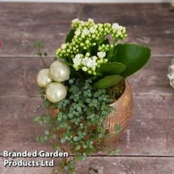 Kalanchoe Christmas Bauble - Gift -EcoFlora Sales Shop KALA CHRISBAUB T44339