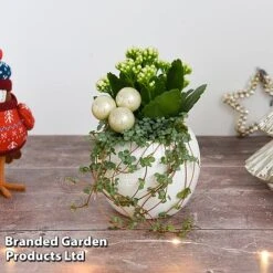 Kalanchoe Christmas Bauble - Gift -EcoFlora Sales Shop KALA CHRISBAUB T44342