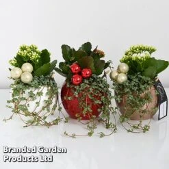 Kalanchoe Christmas Bauble - Gift -EcoFlora Sales Shop KALA CHRISBAUB T44344