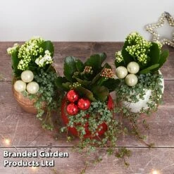 Kalanchoe Christmas Bauble - Gift -EcoFlora Sales Shop KALA CHRISBAUB T44346