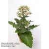 Kalanchoe Blossfeldiana 'Feminine Pink' -EcoFlora Sales Shop KALA FEMININEP W48806