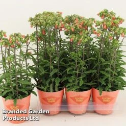 Kalanchoe Blossfeldiana 'Lucky Bells' -EcoFlora Sales Shop KALA LUCKY14CM WKF1192