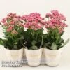 Kalanchoe 'Sunny Pink' 1 Kalanchoe 'Sunny Pink' -EcoFlora Sales Shop KALA SUNBP14CM S48782