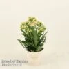 Kalanchoe 'Sunny Light Pink' -EcoFlora Sales Shop KALA SUNLP14CM S48784