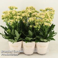 Kalanchoe 'Sunny Light Pink' -EcoFlora Sales Shop KALA SUNLP14CM S48785