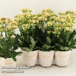 Kalanchoe 'Sunny Light Pink' -EcoFlora Sales Shop KALA SUNLP14CM S48786