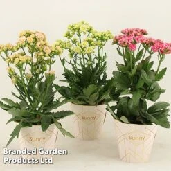 Kalanchoe 'Sunny Mix' -EcoFlora Sales Shop KALA SUNMX14CM S48787