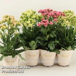 Kalanchoe 'Sunny Mix' -EcoFlora Sales Shop KALA SUNMX14CM S48790