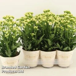 Kalanchoe 'Sunny White' -EcoFlora Sales Shop KALA SUNWH14CM S48781