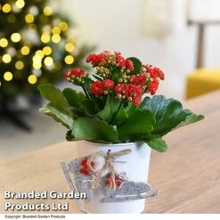 Christmas Kalanchoe - Gift 12 Christmas Kalanchoe - Gift -EcoFlora Sales Shop KALA ZINCSKATE T46919