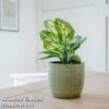 Dieffenbachia 'Compacta' -EcoFlora Sales Shop KC0840 VM