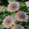 Astrantia Florence