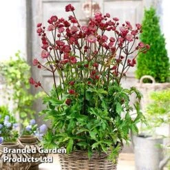 Astrantia Star Of Love -EcoFlora Sales Shop KC5948a