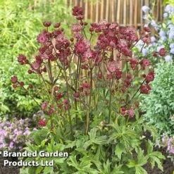 Astrantia Star Of Love -EcoFlora Sales Shop KC5948b