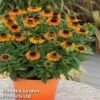 Helenium 'Short 'n' Sassy' -EcoFlora Sales Shop KC8617