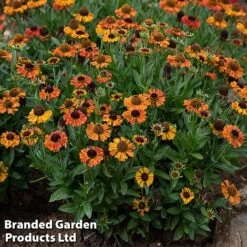 Helenium 'Short 'n' Sassy' -EcoFlora Sales Shop KC8617a