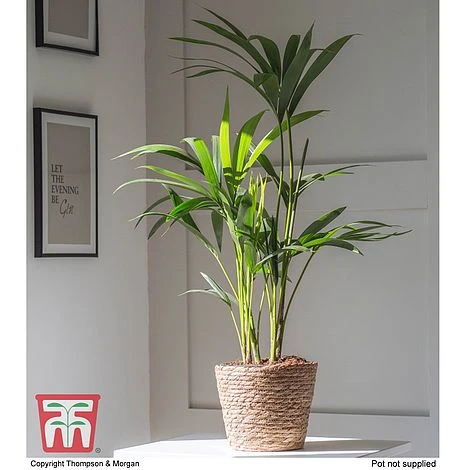 Kentia Palm 4 Kentia Palm - Image 2