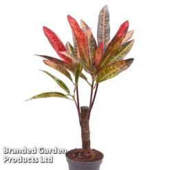 Houseplant Tropical Mix -EcoFlora Sales Shop KF0878 MIXD TROPIC6CM A